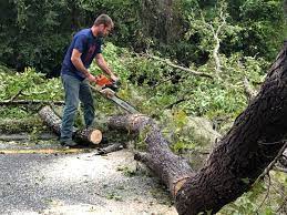  , NM Tree Services Pros